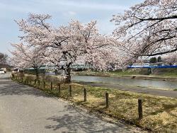 ほぼ満開の桜